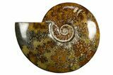 Polished, Agatized Ammonite (Cleoniceras) - Madagascar #327698-1
